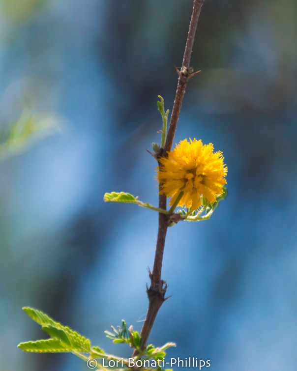 Acacia Flower