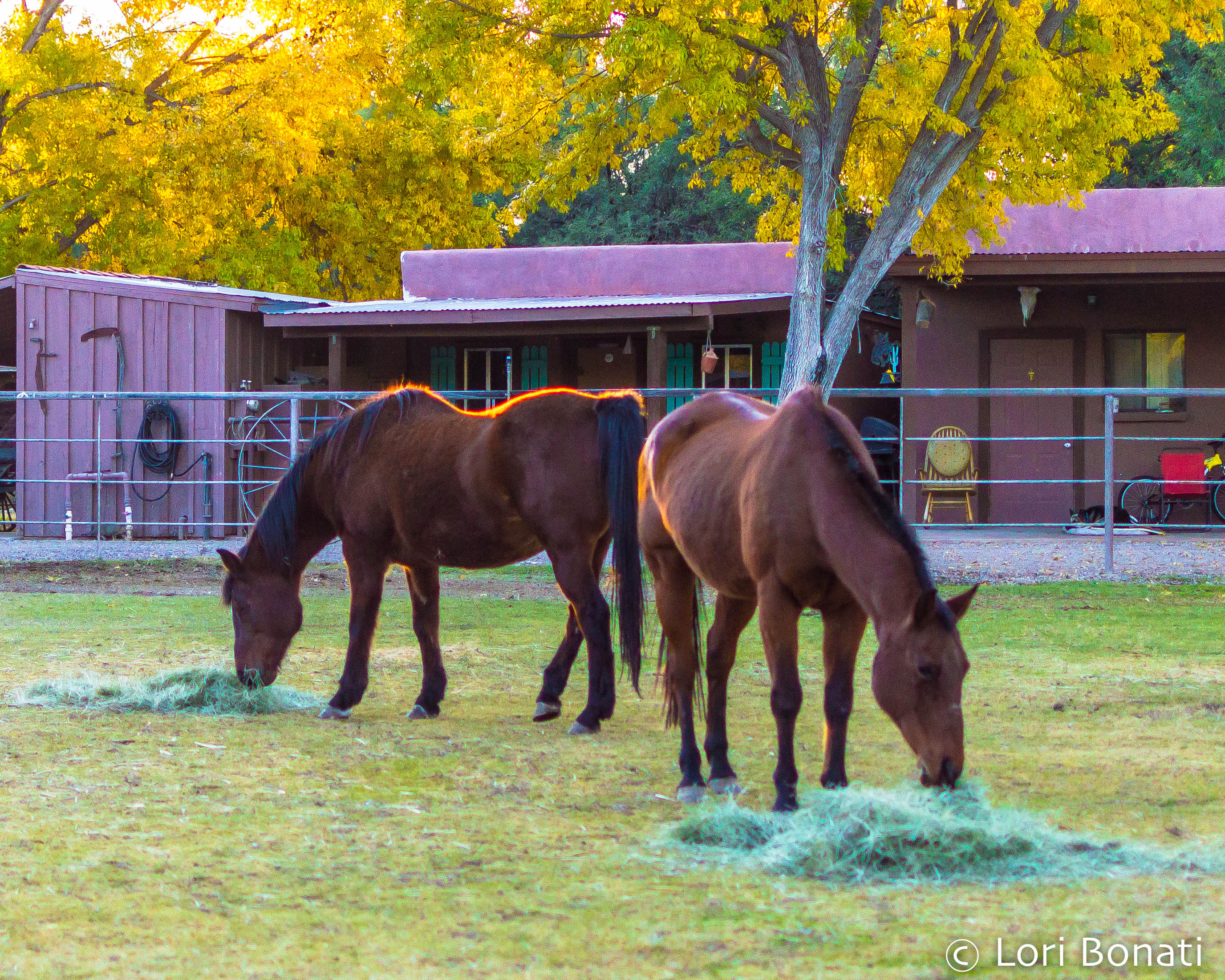 horses at Tubac