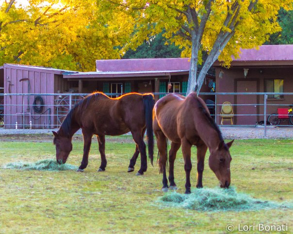 horses at Tubac
