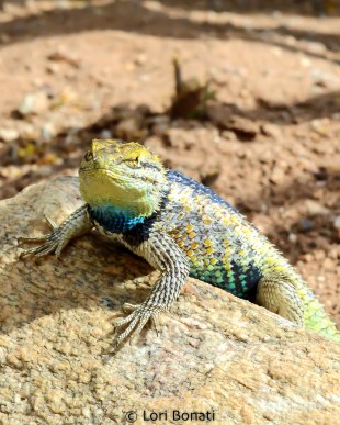 lizard-2