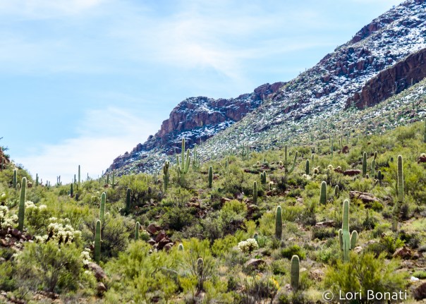 Saguaro NP Snow 1
