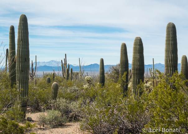 Saguaro NP Snow 2-2