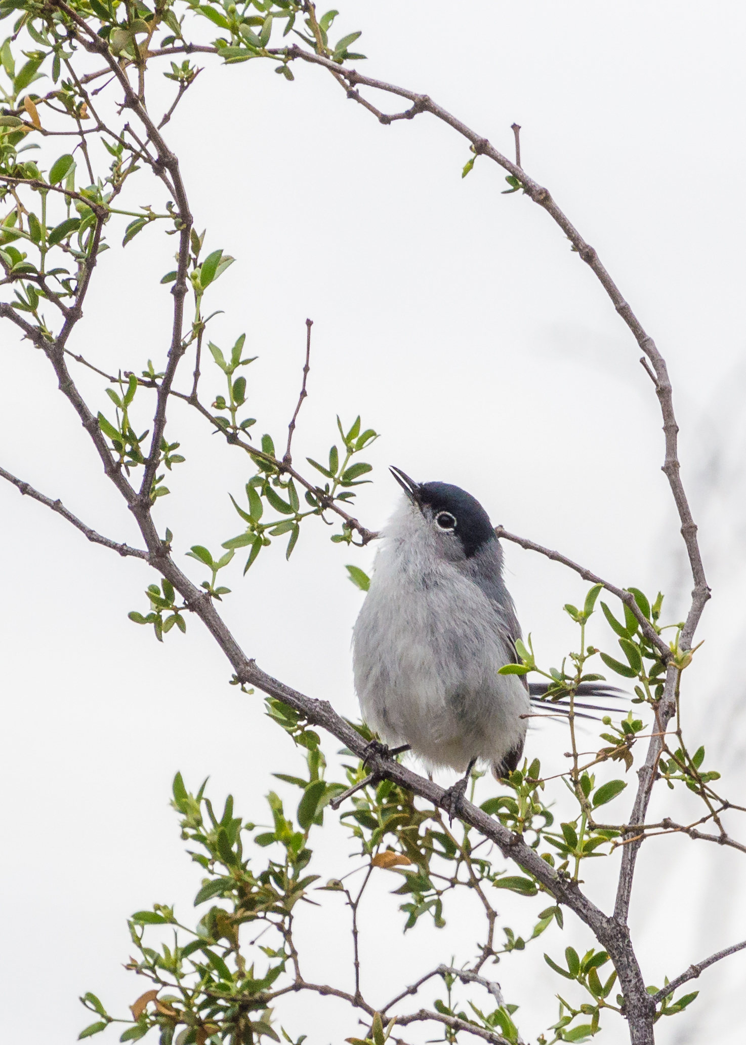 Black-Tailed Gnatcatcher-2
