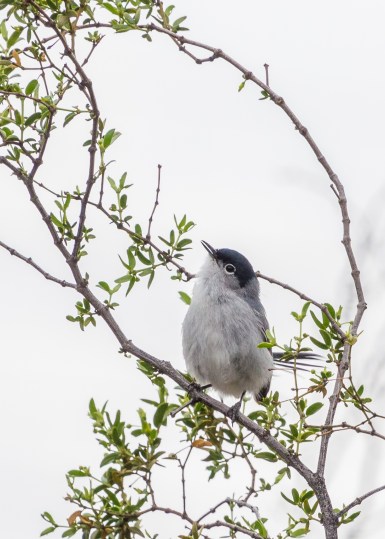 Black-Tailed Gnatcatcher-2