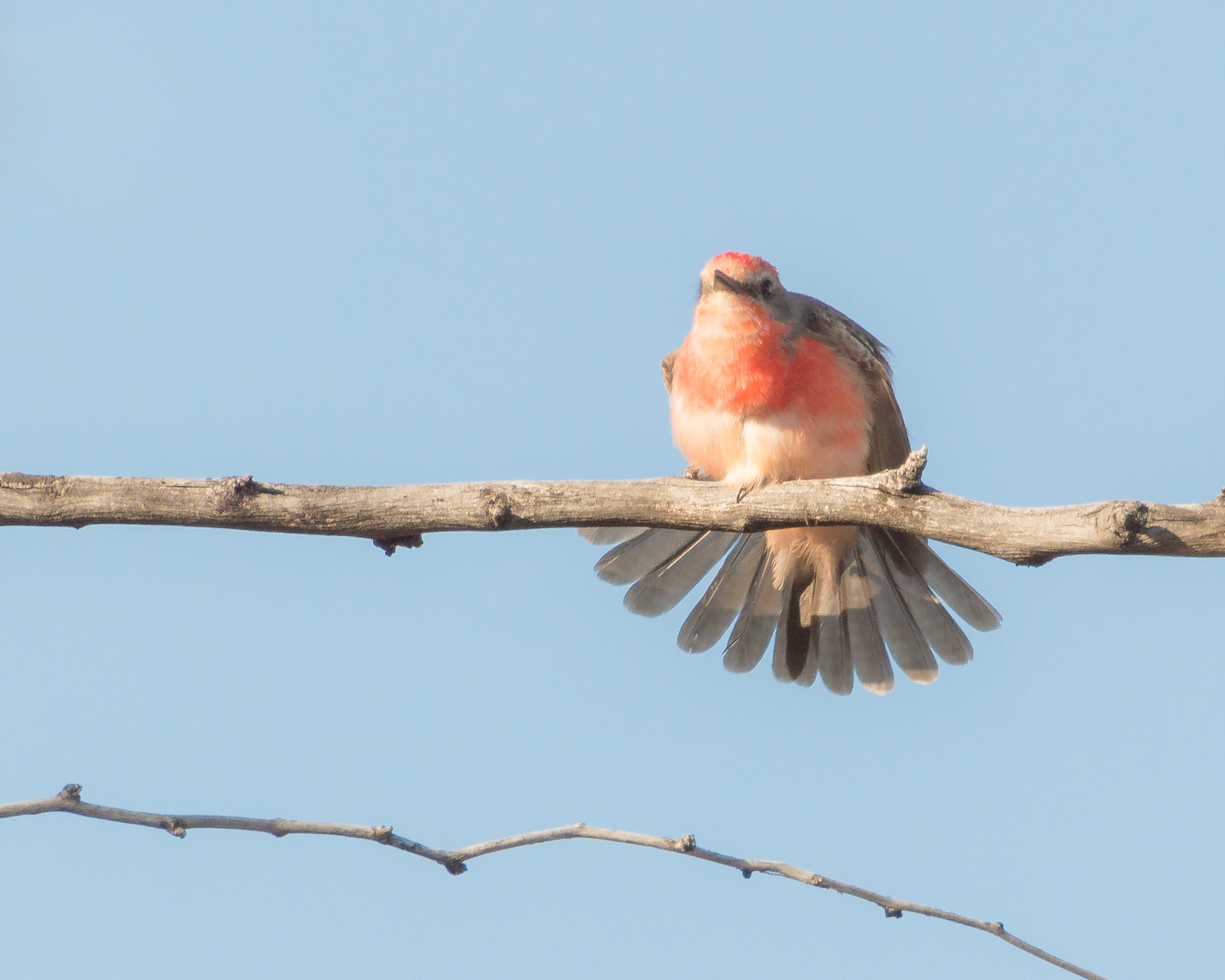 Juvenile Male Vermilion Flycatcher-4