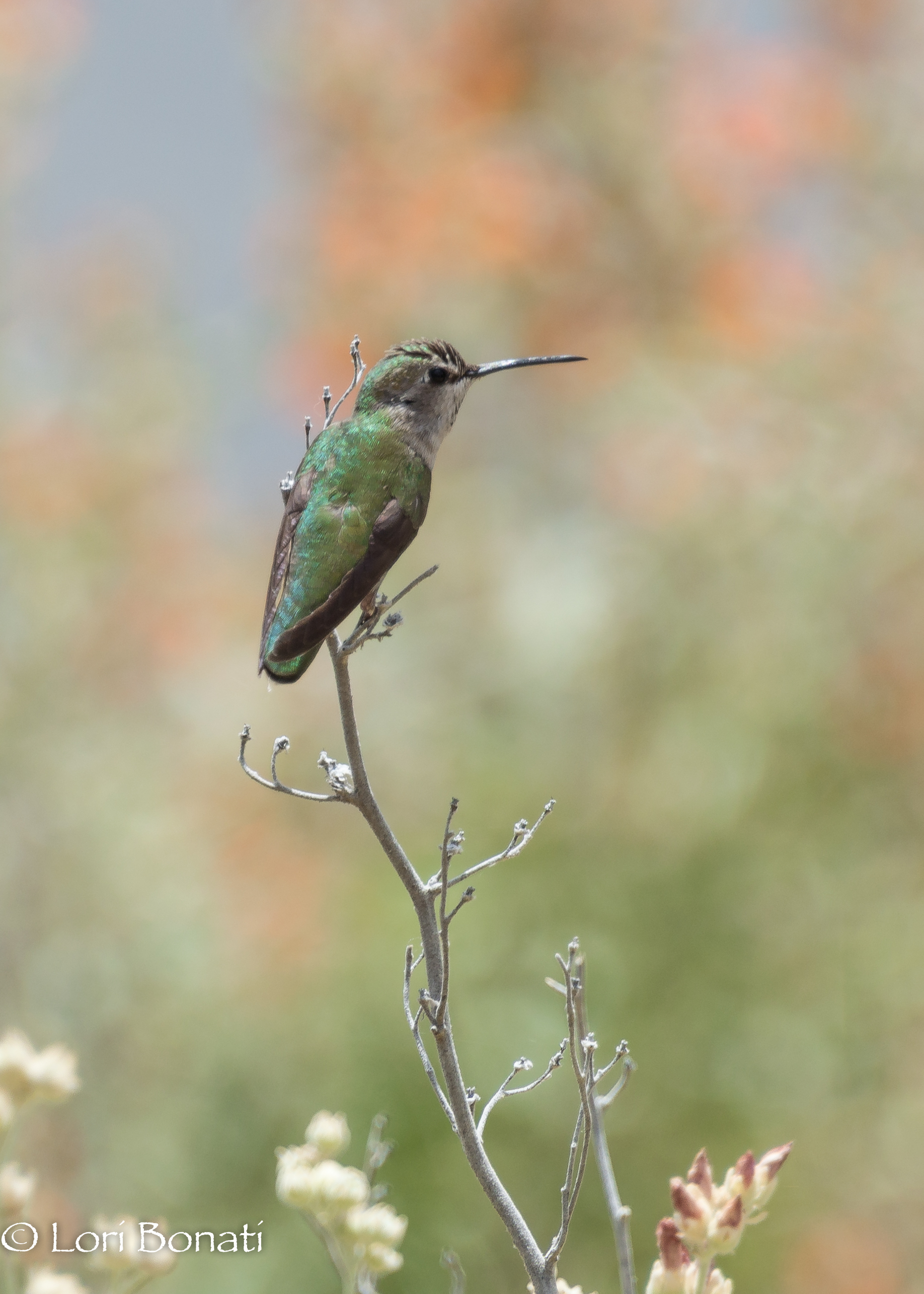 Black-chinned hummingbird watermarked